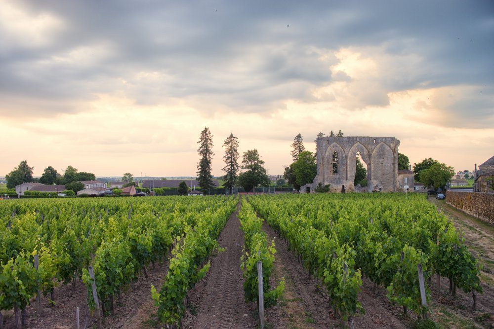 Ruines gothiques au bord des vignes de Saint-Émilion, à la tombée du jour.