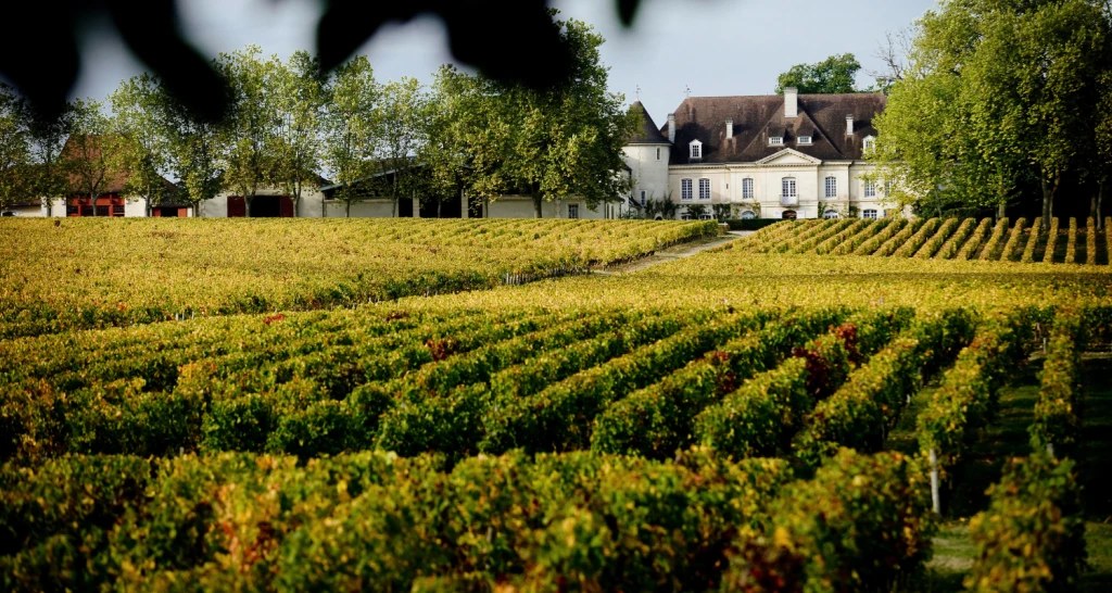 Château et vignoble de Pessac-Léognan, rangs de vigne au premier plan.
