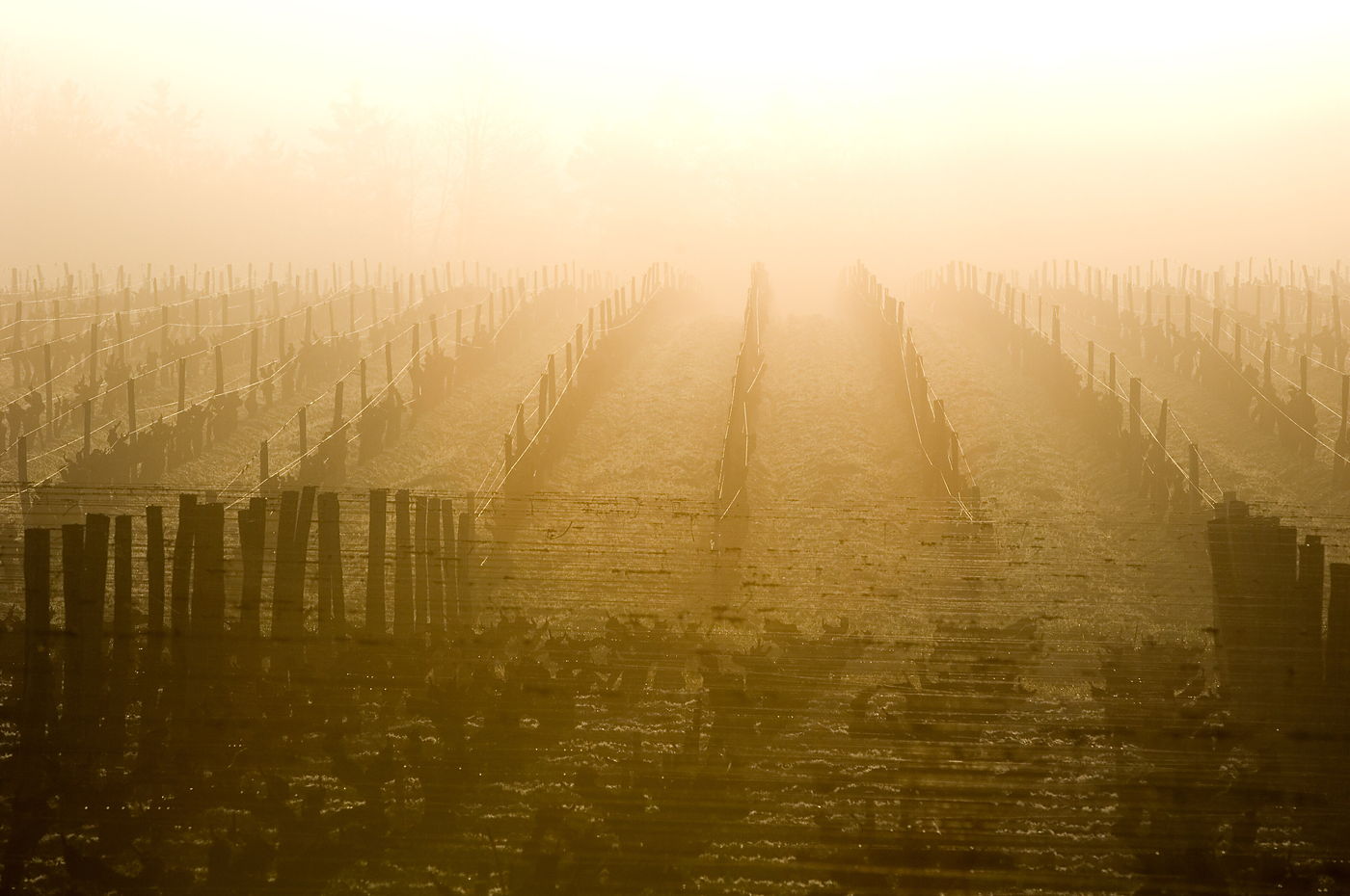 Rangs de vigne alignés dans la brume dorée d’un matin en Sauternais.