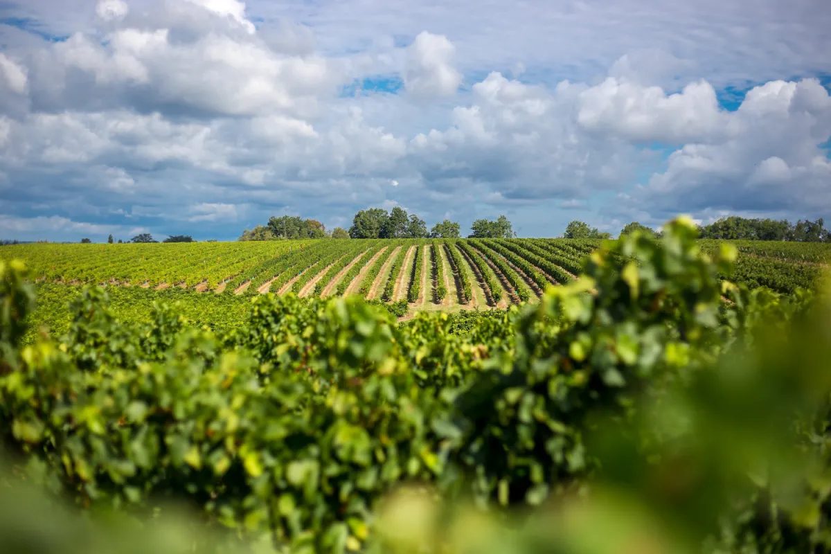 Rangs de vigne sous un ciel dégagé, premier plan flou, vignoble de Pessac-Léognan.