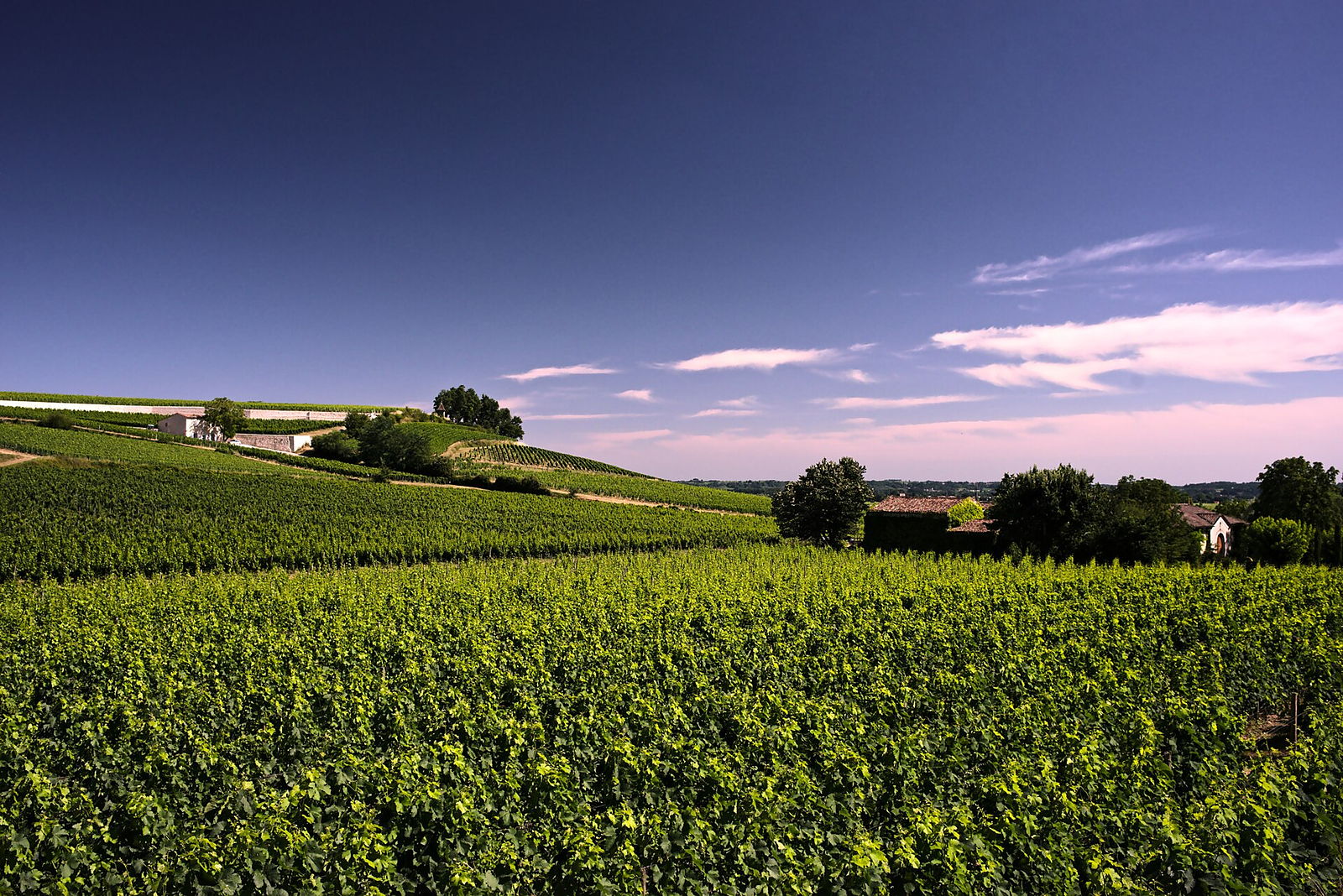 Rangs de vigne de Saint-Émilion en fin de journée, sous un ciel rosé.