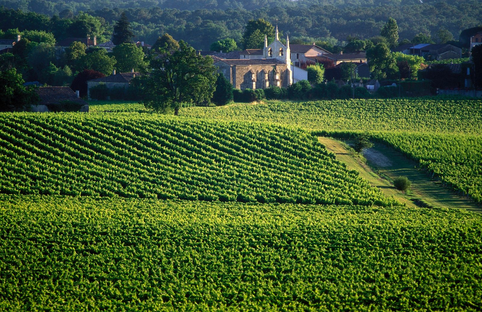 Village et clocher au bout des rangs de vigne, vignoble bordelais au petit matin.